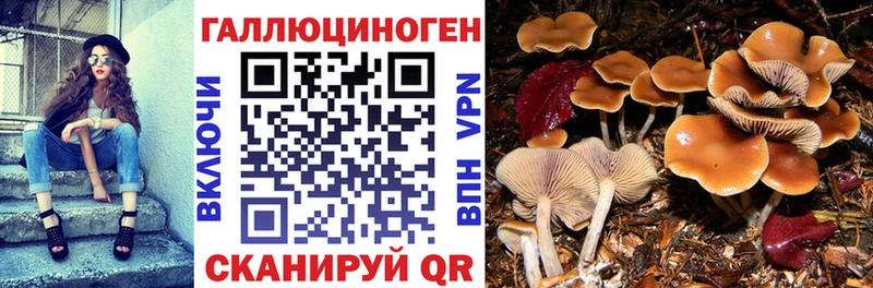 Купить закладки Малоярославец Галлюциногенные грибы MAGIC MUSHROOMS